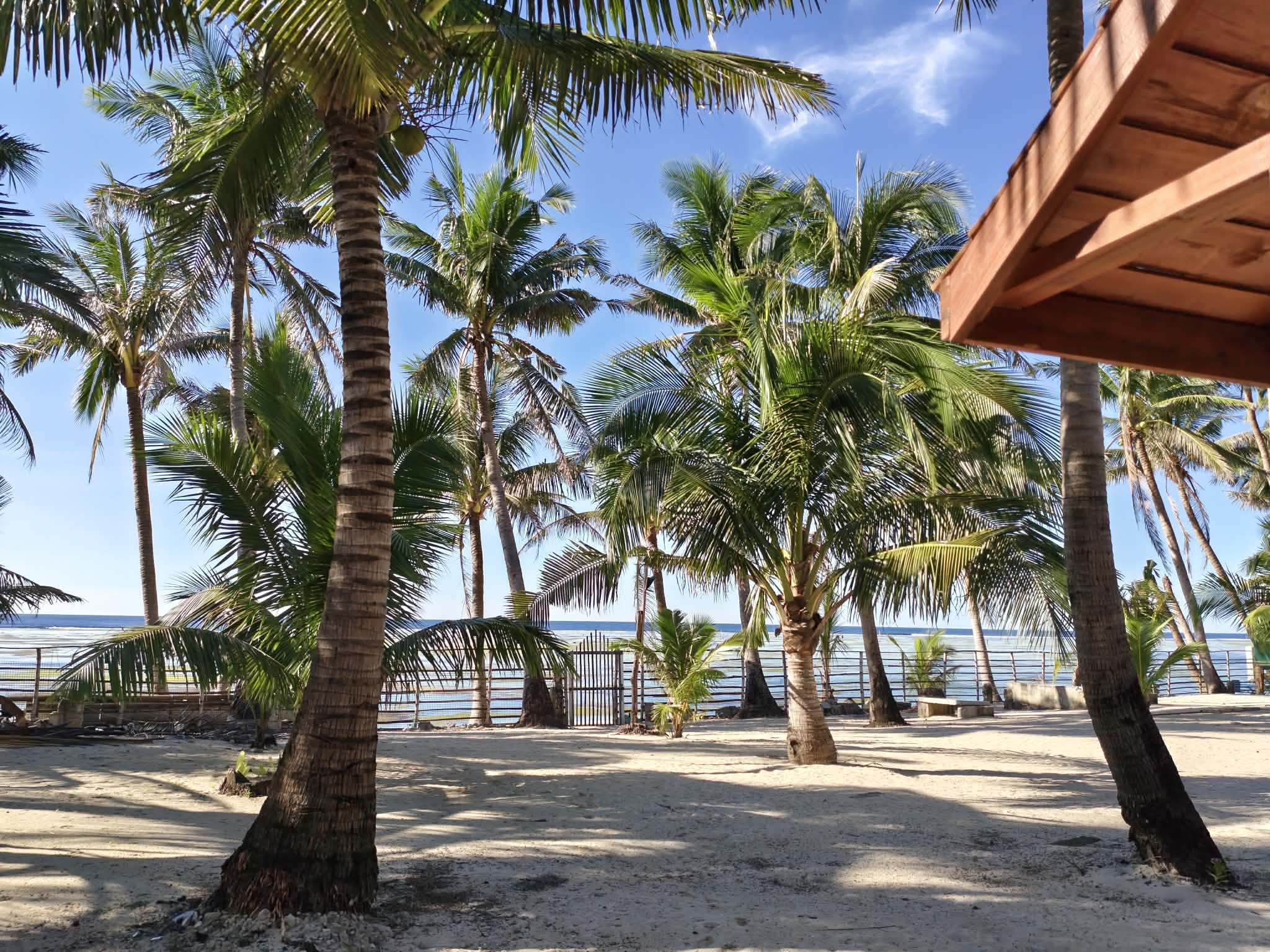 Coconut trees and the sea at O&C Transient House